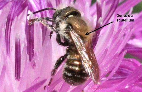 Réf. 316 237 : Osmia sp.